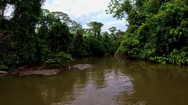Calm Brown Amazon River in Ecuador with Dense Tropical Rainforest Banks, Green Trees, Reflections and Remote Jungle Waterway Landscape