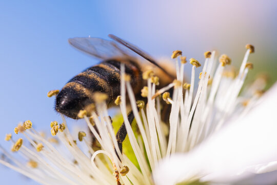 Macro View of Honey Bee Abdomen on White Flower Stamens