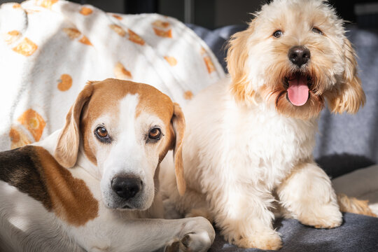 Beagle and Happy Maltipoo Puppy Sitting on Sofa