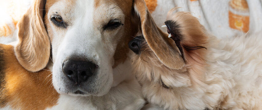 Close Up of Beagle and Maltipoo Puppy Napping Together