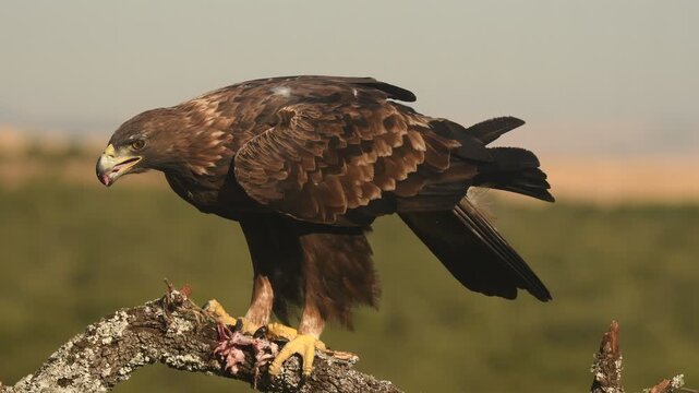aguila real en su posadero
