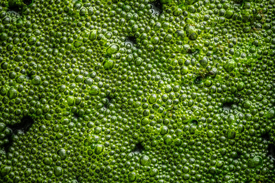 Green algae creating a vibrant natural pattern of numerous bubbles and foam on the surface of water, illustrating a biological process and organic texture in a freshwater pond