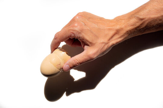 Chicken eggshell held in a man&rsquo;s hand isolated on a white background, contrast light with dark shadows
