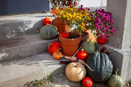 House exterior decorated for autumn with pumpkins terracotta pots with mums corn cobs. Porch ready for Thanksgiving. Fall display