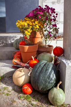 House exterior decorated for autumn with pumpkins terracotta pots with mums corn cobs. Porch ready for Thanksgiving. Fall display