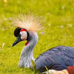 Naklejka premium Balearica pavonina, black crowned crane, on a sunny summer day