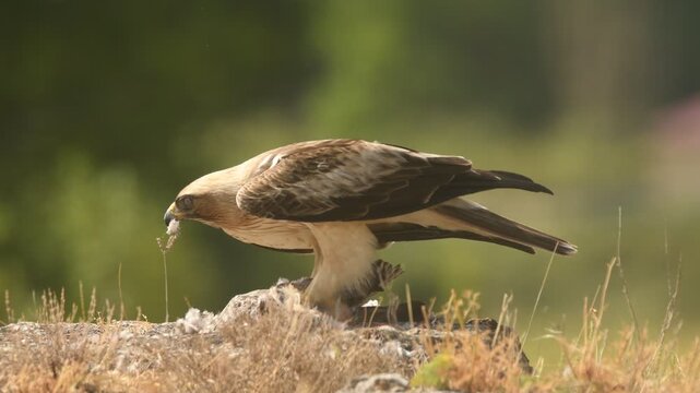 aguila calzada con presa
