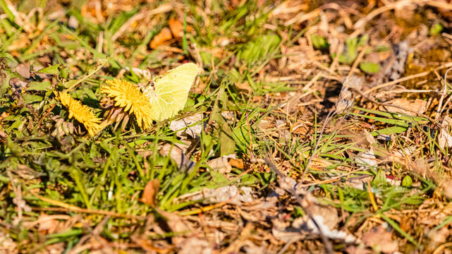 Gonepteryx rhamni, common brimstone butterfly, on a sunny summer day