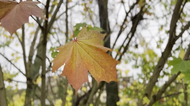 Static close-up of an orange maple leaf in autumn, showing its distinctive palmate shape and warm yellow, orange and red fall colors.