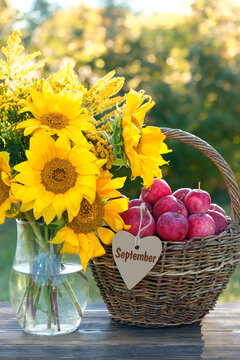 Beautiful rustic still life with apples in wicker basket and bouquet of sunflowers close up on table in garden, natural background. symbol of harvest, autumn season. September month calendar