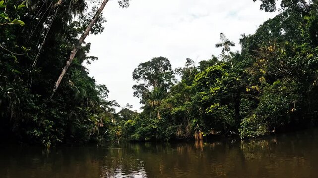 Boat View of Narrow Amazon River Channel in Ecuador, Dense Tropical Forest Banks, Brown Water and Remote Rainforest Travel Landscape