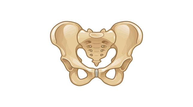 Human pelvic bone anatomy isolated on white background.