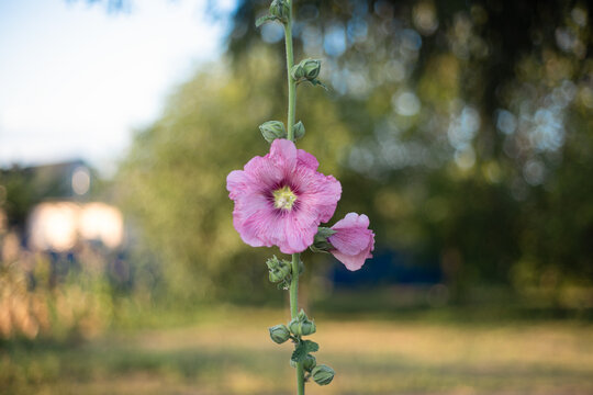 Colorful hollyhock blooms stand tall in a sunny garden during the warm summer afternoon