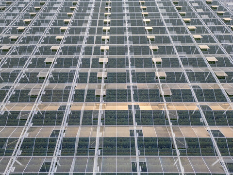 Aerial View of Large-Scale Commercial Greenhouse Complex with Glass Roof Grid in Rijkevorsel, Belgium