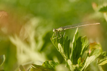 Female white-legged damselfly perched on the tip of a green leaf, with its slender pale body and transparent wings visible, surrounded by lush green vegetation © in_colors