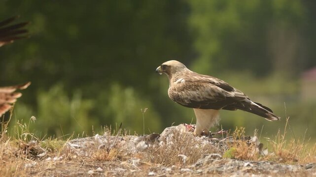aguila calzada con presa