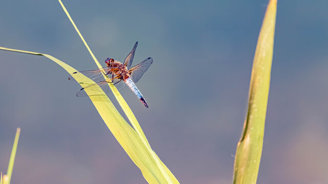 Libellula fulva, scarce chaser dragonfly, on a sunny summer day