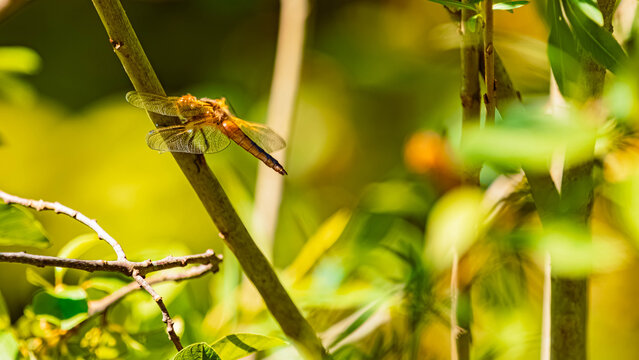 Libellula quadrimaculata, four-spotted chaser dragonfly on a sunny summer day