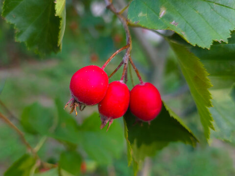Hawthorn branch with its ripe fruits.