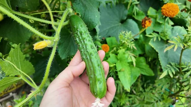 Close up view of fresh green zucchini squash vegetables on leafy green foliage, symbolizing healthy eating and garden bounty, perfect for cooking inspiration