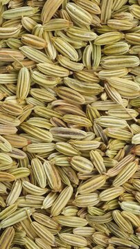 Fennel Seeds Rotating Smoothly in Macro. Close-up of dried fennel seeds turning slowly to reveal their ridged natural texture.
