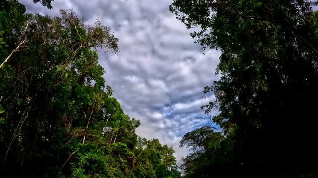 Looking Up Through Dense Tropical Rainforest Canopy in Ecuador with Tall Trees, Green Leaves, Blue Sky and Amazon Jungle Biodiversity Background