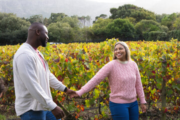 Naklejka premium African American couple holding hands walking through vineyard trellis, woman in pink sweater