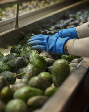 View of a worker wearing blue gloves sorting fresh green avocados on a conveyor belt at an avocado packing house in Uruapan, Michoacan, Mexico.