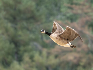 Canada goose (Branta canadensis) in flight, wings raised, Bewl Water, UK. © Paul Bean
