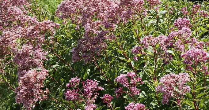 Eupatorium maculatum | Spotted Joe-Pye Weed - Spotted trumpetweed. Erect purple-stained stems with topped clusters of rose-purple to mauve flowers above dark green lance-shaped  and serrated foliage