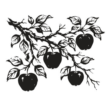 Apple tree branch with ripe fruits and leaves in black and white graphic
