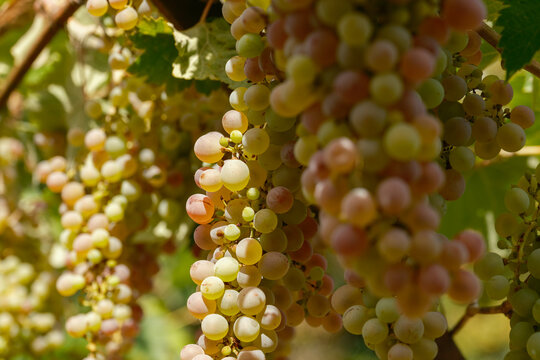 Grappe de raison blanc pour le vin de saumur, c&eacute;page Chenin ou sauvignon