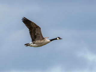 Canada goose (Branta canadensis) in flight against blue sky, side profile, Bewl Water, UK. © Paul Bean