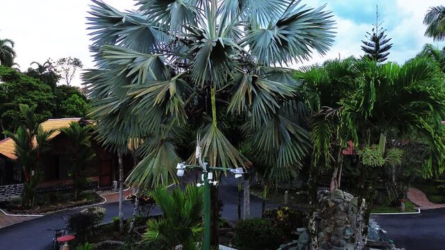 Tropical Resort Garden in Ecuador with Tall Fan Palms, Stone Feature, Red Roof Buildings and Lush Rainforest Landscaping for Travel Background