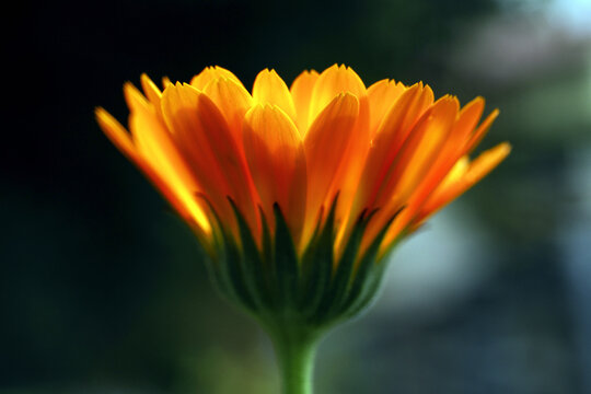 View of a vibrant orange calendula flower in full bloom with green sepals against a dark blurred background in Jhelum, Punjab, Pakistan.