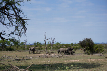 herd of wildebeest © Zuhayr