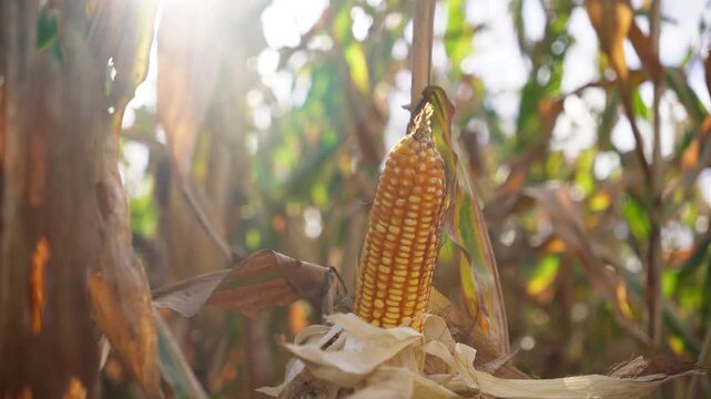 Close-Up of an Open Corn Ear Growing on a Corn Plant in the Field