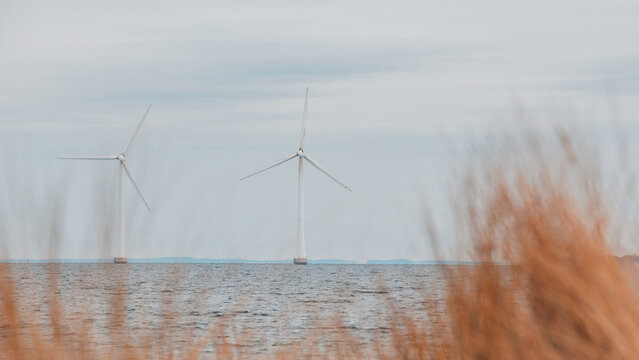 Wind turbines rise from the sea beyond golden shoreline grass.