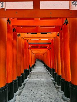 View of the iconic vermilion torii gates at Fushimi Inari Shrine, creating a long, narrow path with black bases and traditional Japanese inscriptions, Kyoto, Kyoto, Japan.