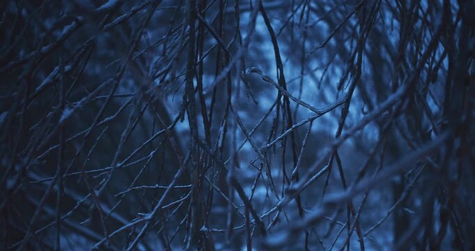 Frozen Tree Branches Covered in Thick Ice After Freezing Rain