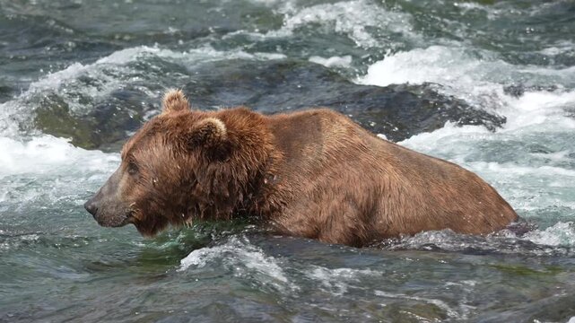 Brown Bear looking underwater for fish at Brooks Falls in Alaska - Slow Motion
