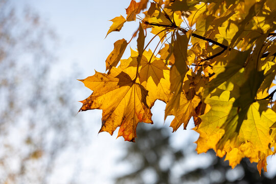 Backlit golden maple leaves hang from a branch, glowing in autumn sunlight against a soft sky and blurred background, evoking seasonal warmth, change, and a peaceful outdoor atmosphere