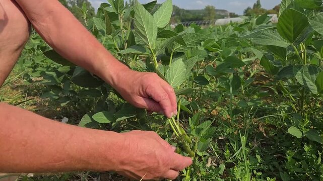 Mains d&rsquo;un agriculteur, technicien agricole examinant des plants de soja dans un champ agricole, paysage rural