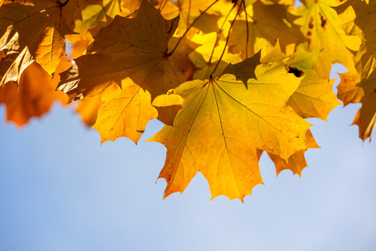Bright yellow maple leaves hang in soft autumn sunlight against a clear blue sky, evoking warmth, seasonal change, and tranquil outdoor beauty with crisp fall colors and delicate leaf veins