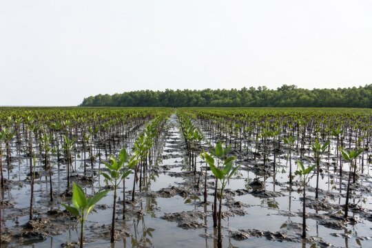 Mangrove seedlings planted in dark tidal mud