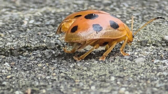 Ladybug Grooming and Folding Wet Wings Before Flight (Macro Close-up)#002


 
