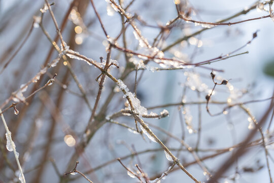 Delicate bare branches coated in melting ice crystals catch soft morning sunlight, creating sparkling bokeh and a calm, wintry mood. Close-up capture emphasizes texture, light, and the thawing season