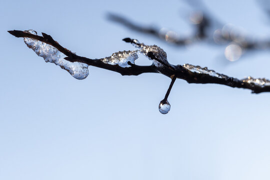 A close-up macro of a melting ice droplet clinging to a bare winter branch catching light against a soft blue sky; evoking cold; transition; fragility and quiet natural beauty