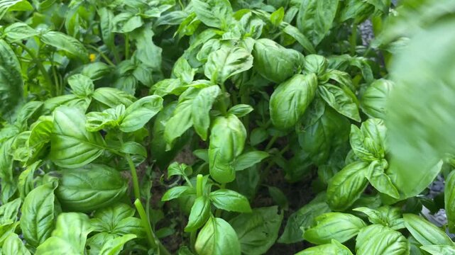 Harvesting Fresh Basil from a Thriving Garden