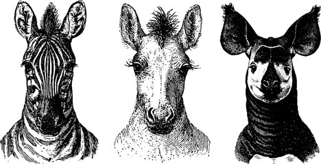 Naklejka premium Black and white engraved animal head trio portrait of zebra donkey and okapi for wildlife poster and educational background